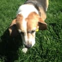 Photo of Bailey Dl1161