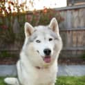 Photo of Mitsu