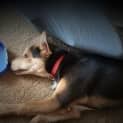 Photo of Pippa