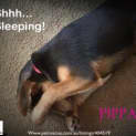 Photo of Pippa