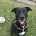 Photo of Roxy