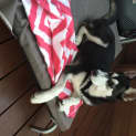 Photo of Nova