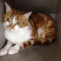 Photo of Apollo **Campaign Cat**