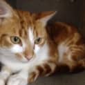 Photo of Apollo **Campaign Cat**
