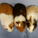Photo of Theodore, Simon And Alvin