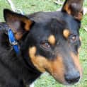 Photo of Koda