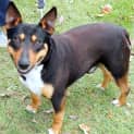 Photo of Koda