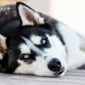 Photo of Ollie