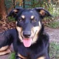 Photo of Daisy