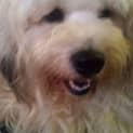 Photo of Rocky (Cat/Dog/Child Friendly)