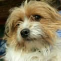 Photo of Buddy
