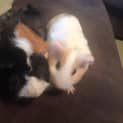 Photo of Salsa And Tango