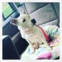 Photo of Honey