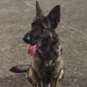 Photo of Rambo On Hold Pending Adoption