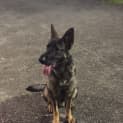 Photo of Rambo On Hold Pending Adoption