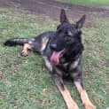 Photo of Rambo On Hold Pending Adoption