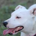 Photo of Josie