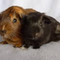 Photo of Penelope And Arya