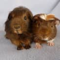 Photo of Sparky And Freddie