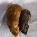 Photo of Penelope And Arya