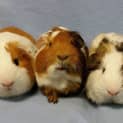 Photo of Theodore, Simon And Alvin