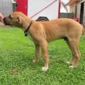 Photo of Sargent *On Trial In His New Home*