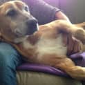 Photo of Cassie (Dog/Cat/Child Friendly)