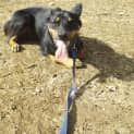 Photo of Blaze