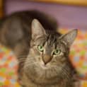 Photo of Buffy ($25 Adoption Fee)