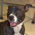 Photo of Achilles ** An Affectionate Lovebug **