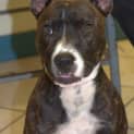 Photo of Achilles ** An Affectionate Lovebug **