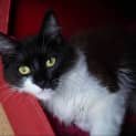 Photo of Sylvester