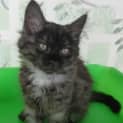 Photo of Demelza