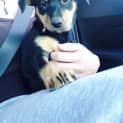 Photo of Roxy 