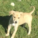 Photo of Sandy (Child/Dog Friendly)