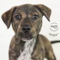 Photo of Boggis Id28809