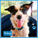 Photo of Petey