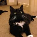 Photo of Reggie