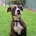 Photo of Crosby *On Trial In Her New Home*