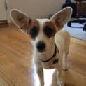 Photo of Shadow *On Trial In Her New Home*