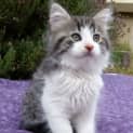 Photo of Percy