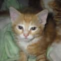 Photo of Ollie