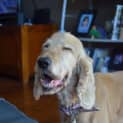 Photo of Lockie