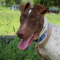 Photo of Blade (At Rspca Big Adopt Day Sept 17 Brisbane)
