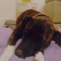 Photo of Sasha ~ Mastiff X, 2yo On Trial 26/02/16
