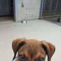 Photo of Roscoe