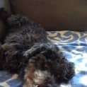 Photo of Bones