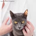 Photo of "Maya" Purrfect Match