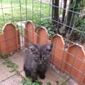 Photo of "Smokey Joe" Purrfect Match