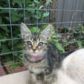 Photo of "Bobbi Mcgee" Purrfect Match